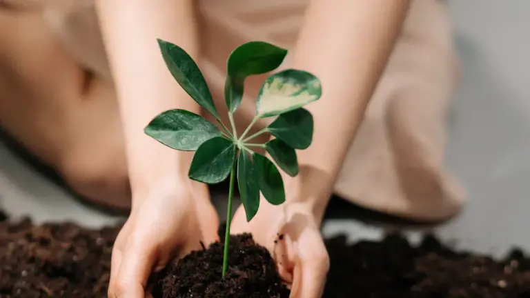 What is Gardening
