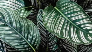 How to Grow Peacock Plants Outdoors: Essential Care and Tips