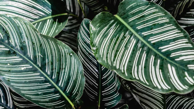 How to Grow Peacock Plants Outdoors: Essential Care and Tips