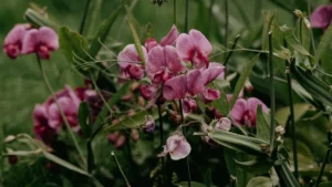 Fertilizing Your Sweet Pea Plant: Essential Tips for Bountiful Blooms