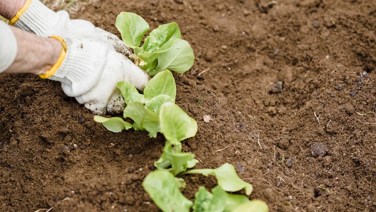 Creating a No-Dig Garden Bed