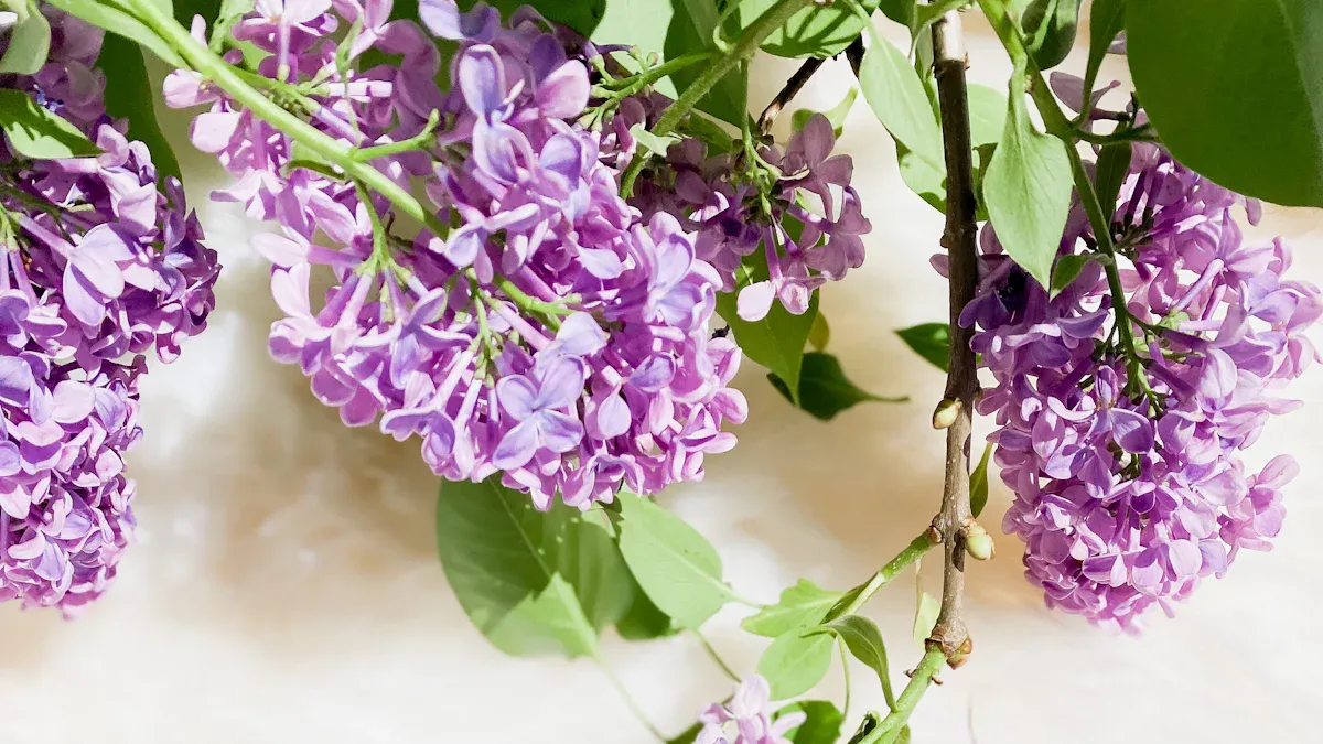 Fertilizing to Make Your Lilacs Bloom