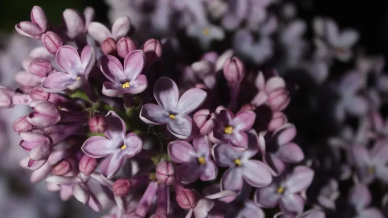 How to Care for Lilacs in Late Winter and Early Spring