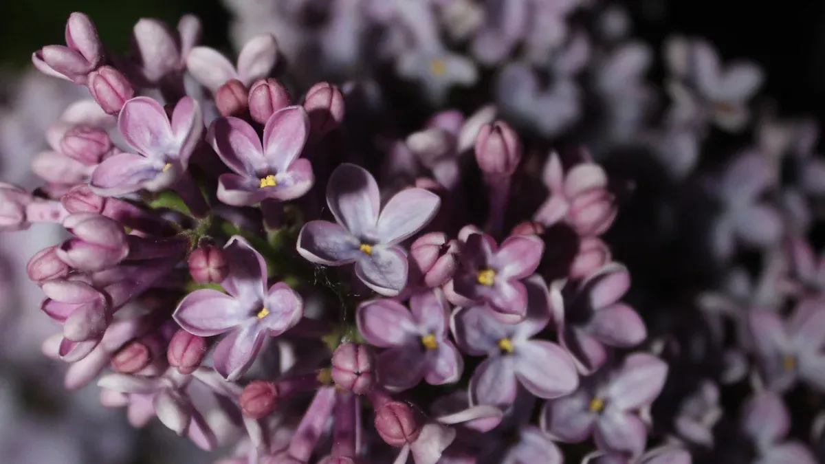 How to Care for Lilacs in Late Winter and Early Spring