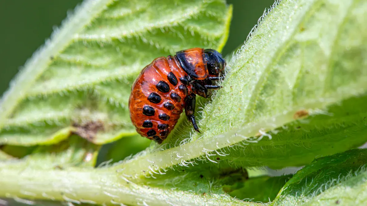 Common Moonshine Yarrow Plant Pests