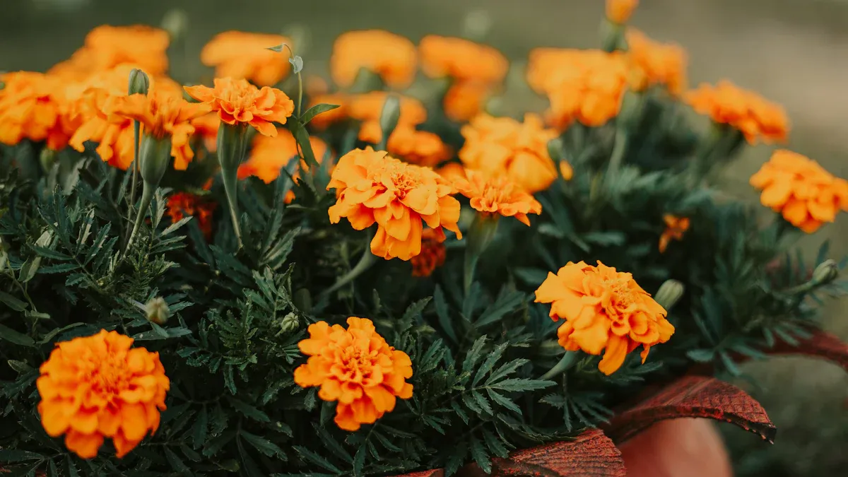 Potting Marigolds Indoors