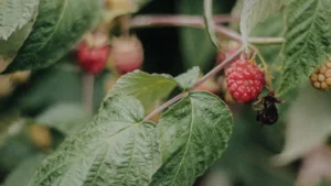 Common Raspberry Plant Diseases: How to Identify and Treat Common Issues