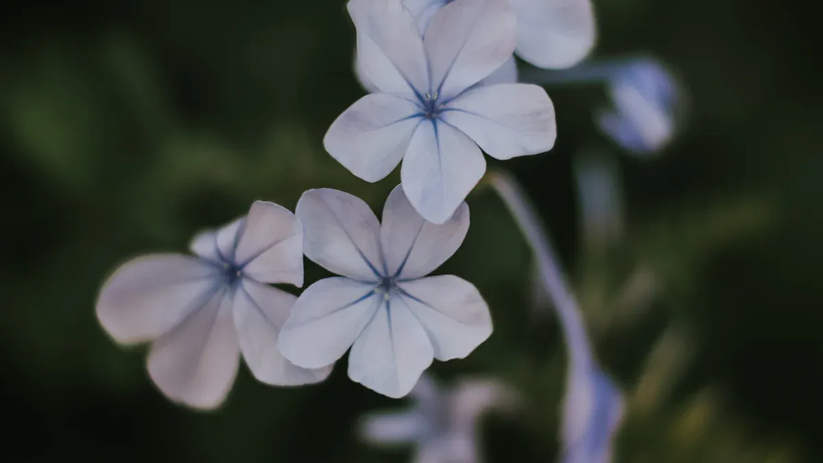 Periwinkle Stems Anatomy