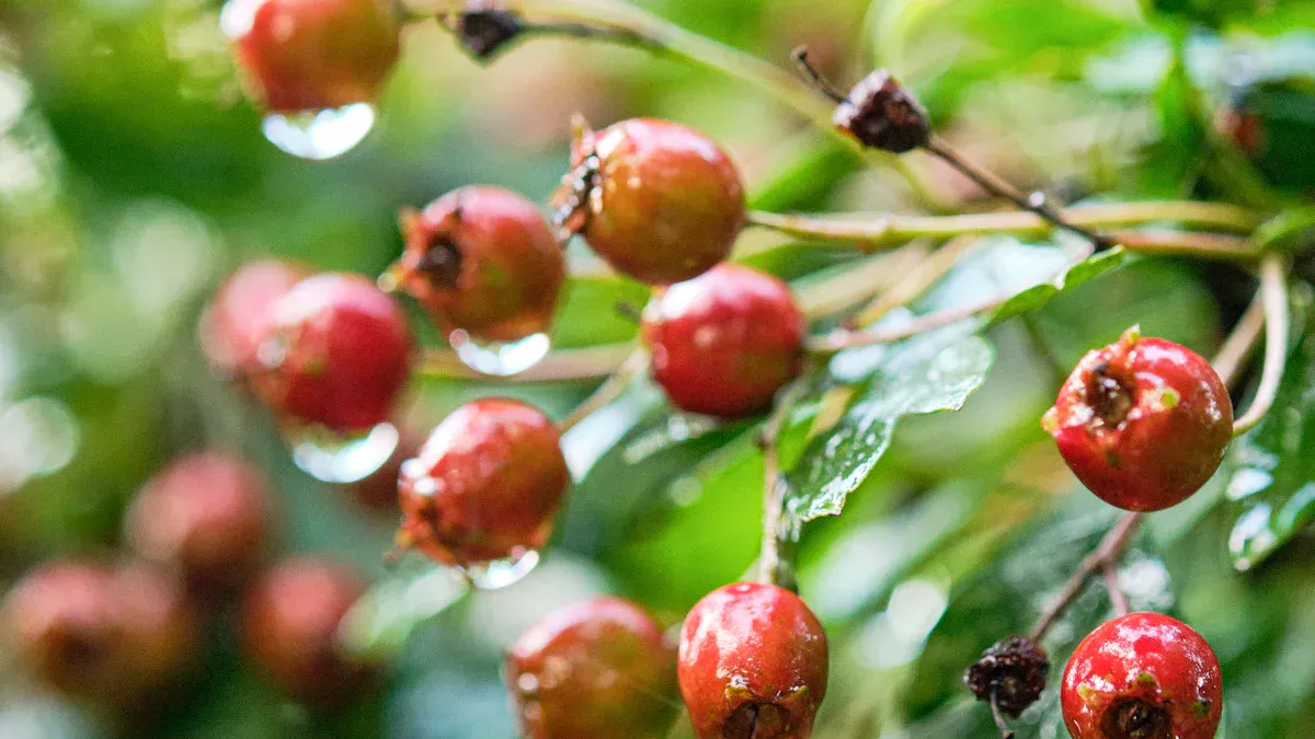 Tips to Help Hawthorn Plant Grow Faster