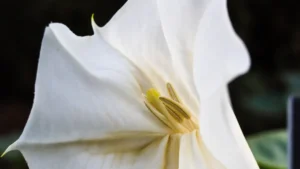 Datura Plant Roots and Stems: Understanding Growth and Care Tips