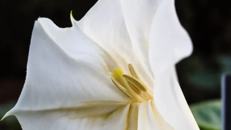 Datura Plant Roots and Stems: Understanding Growth and Care Tips