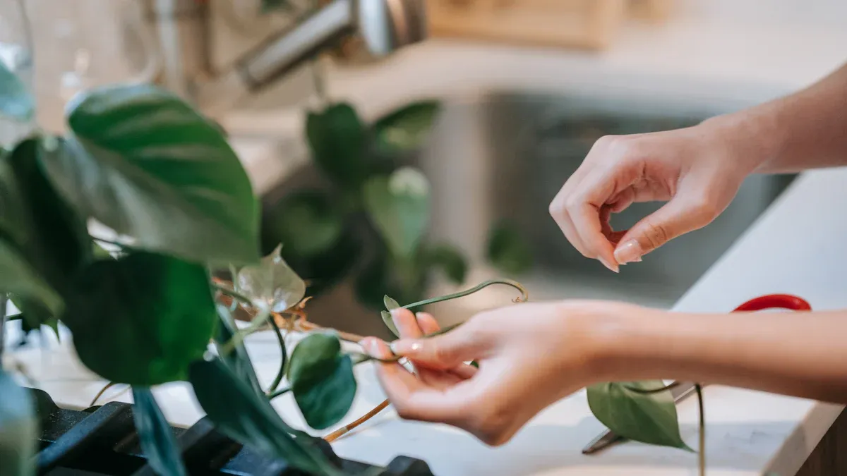 How to Prune Lipstick Vines