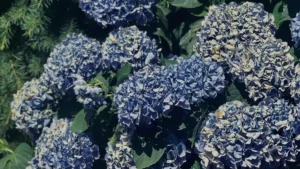 Essential Early Spring Hydrangea Care