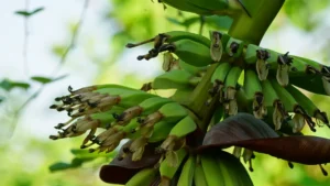 Watering Your Banana Plant: A Comprehensive Guide to Keep It Healthy