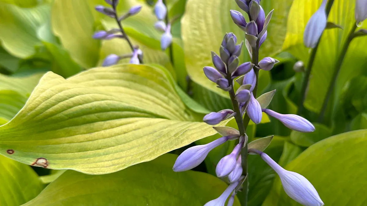 Care After Dividing Hostas