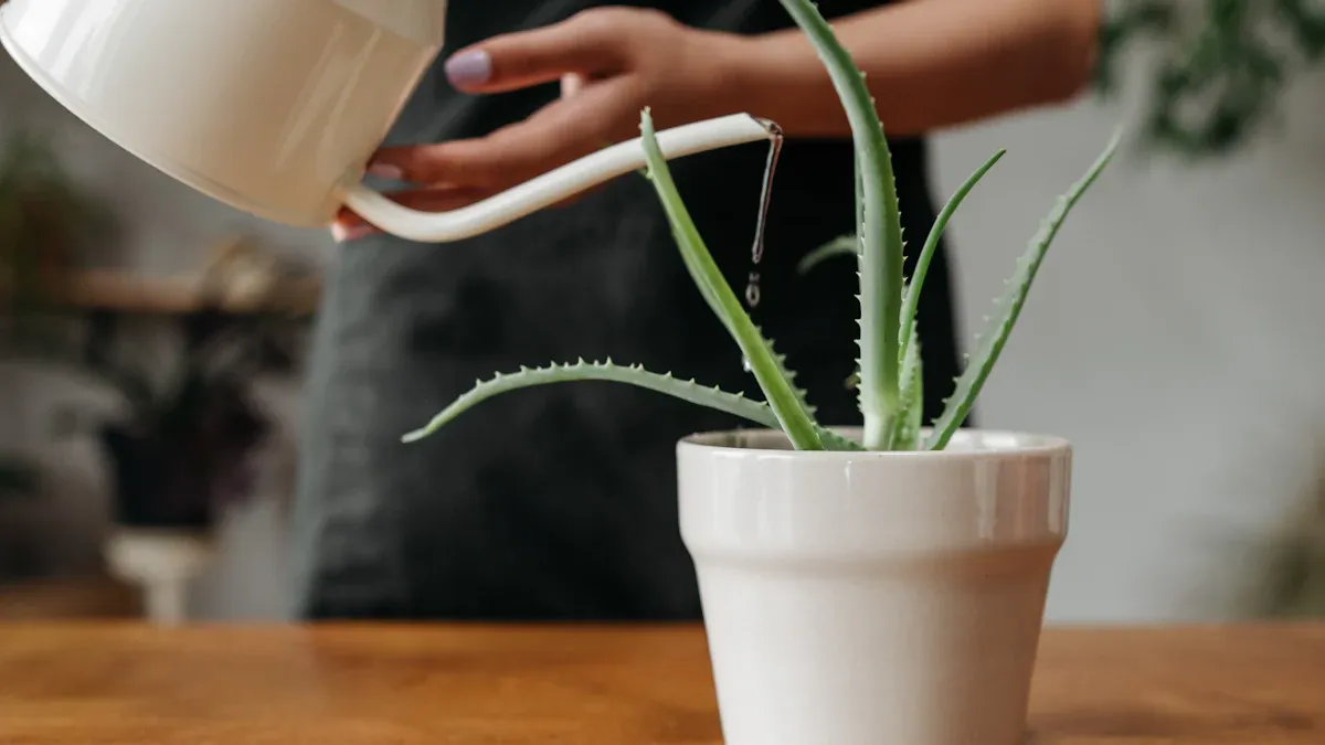 Caring for Aloe Vera