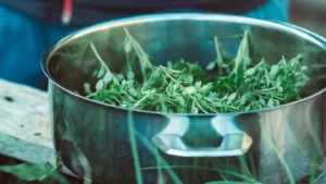 Perilla Plant Harvesting: When to Harvest & How to Maximize Your Crop