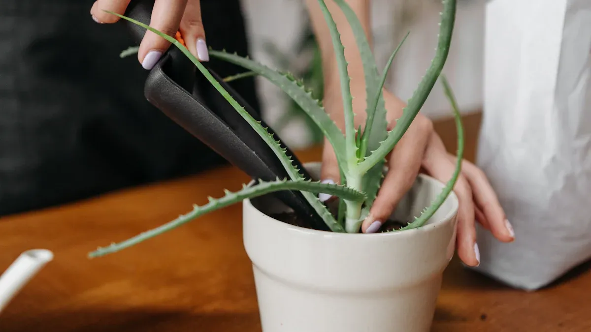 Harvesting Aloe Vera Gel