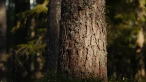 Common Bald Cypress Tree Diseases: How to Identify and Treat Them Early