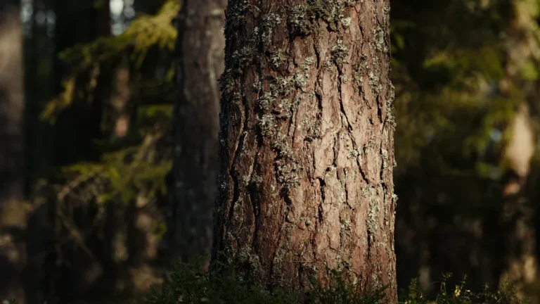 Common Bald Cypress Tree Diseases: How to Identify and Treat Them Early