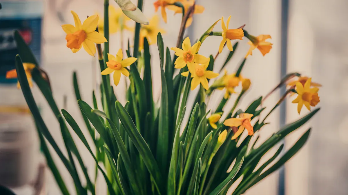 Preventing Daffodil Blindness