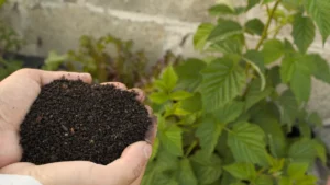 Critical Ingredients for Preparing Effective Compost Tea: A Gardening Essential