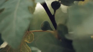 How to Get Rid of Fungus on Fig Tree Plants