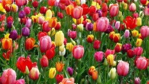 How to Plant Tulips in Spring and Still Get Blooms This Year