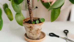 Amethyst Plant Care: Expert Tips and Tricks for Thriving Growth