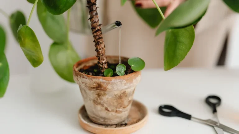 Amethyst Plant Care: Expert Tips and Tricks for Thriving Growth