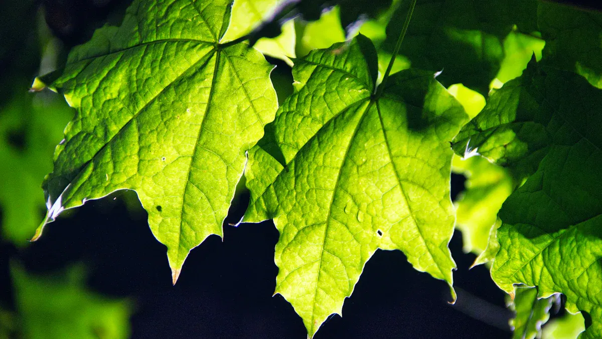 The Importance of Photosynthesis in Plant Growth: Understanding Its Vital Role