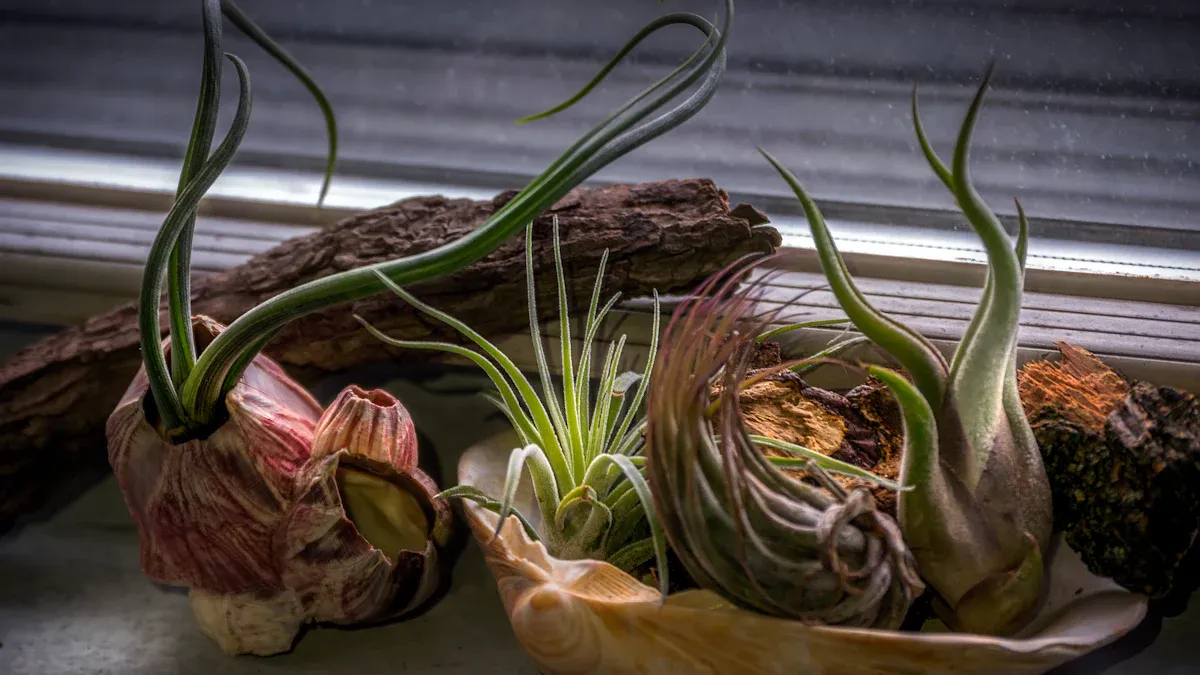 Nurturing and Displaying Air Plants