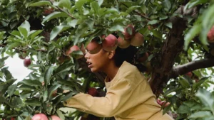 Harvesting Papaya Plant: When to Harvest and Best Techniques for Maximum Yield