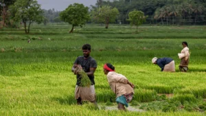 Harvesting Mugwort Plant: Best Time and Techniques for Optimal Yields