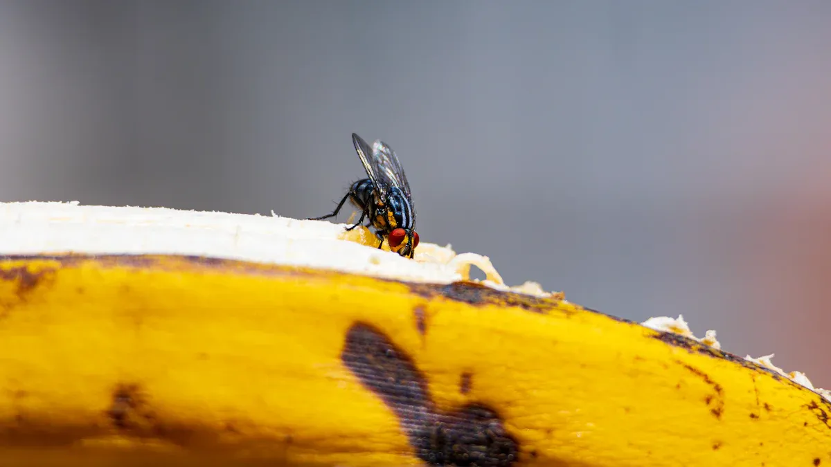 Common Pests