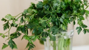 How Much Water Does a Coriander Plant Need?