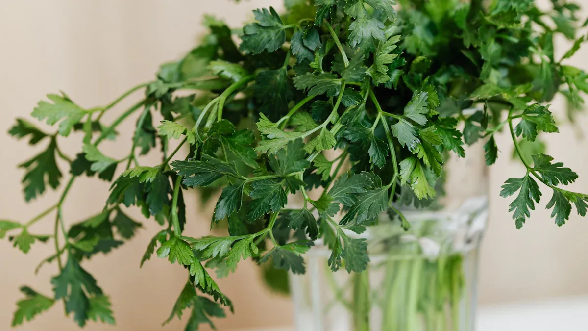 How Much Water Does a Coriander Plant Need?