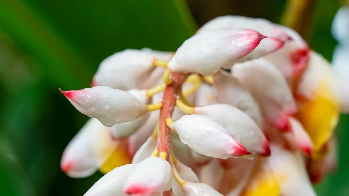 How to Propagate Variegated Ginger Plant the Right Way