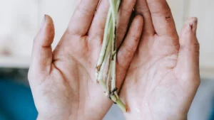 How to Trim Devil’s Ivy Plant: In-Depth Pruning Guide for Optimal Growth