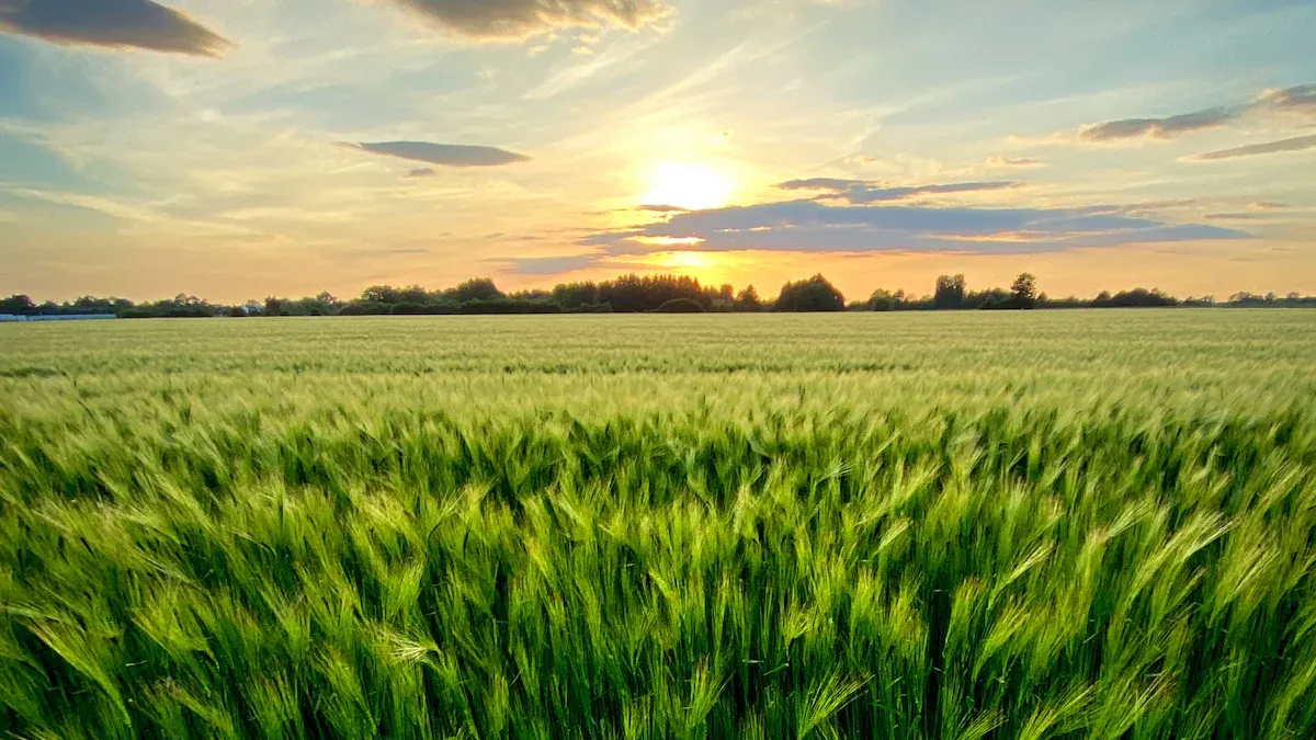 Compost Tea Benefits for Plants