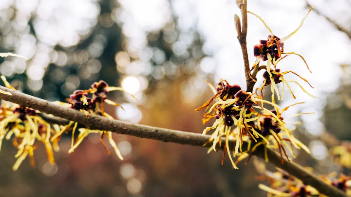 Growth Rate of Witch Hazel Plant