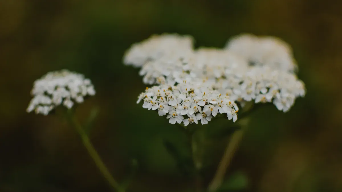 How Much Sunlight Does Yarrow Plant Need?