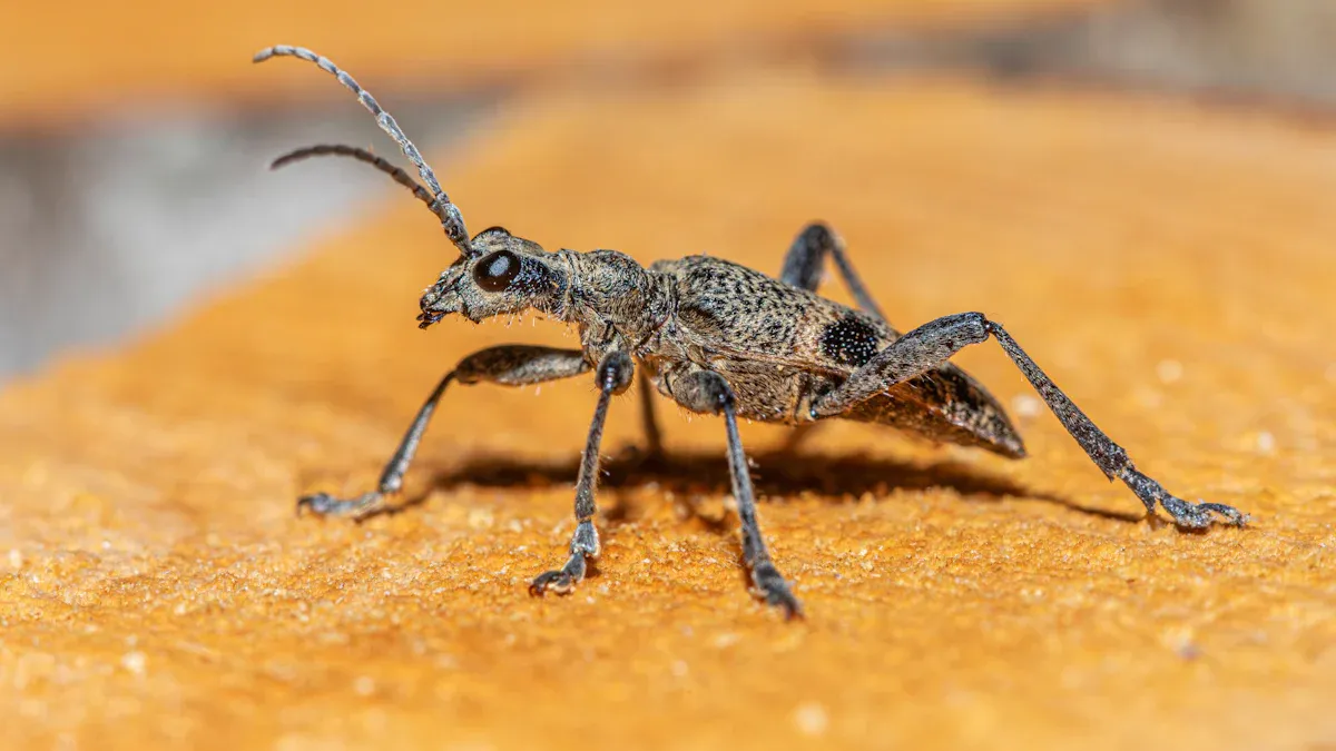 Pest Identification for Red Maple Trees