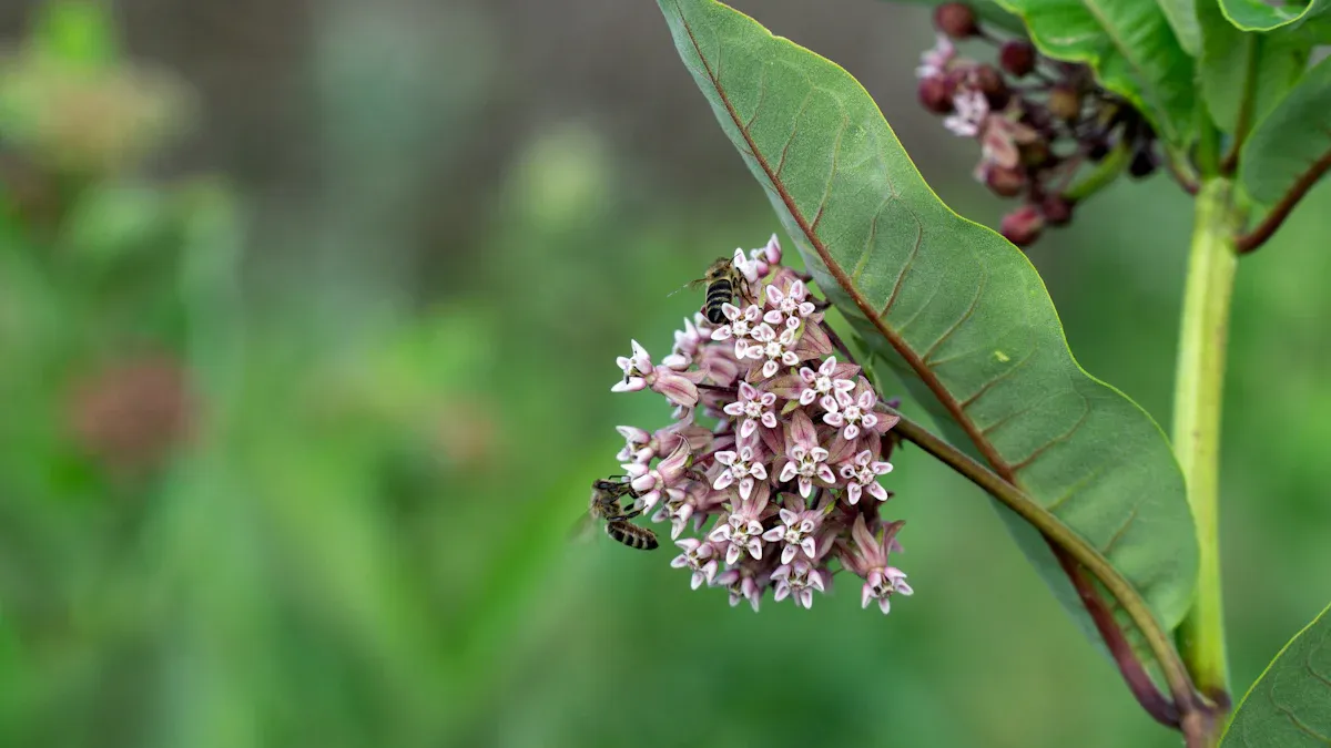 Common Milkweed Diseases