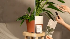 How to care for a peace lily