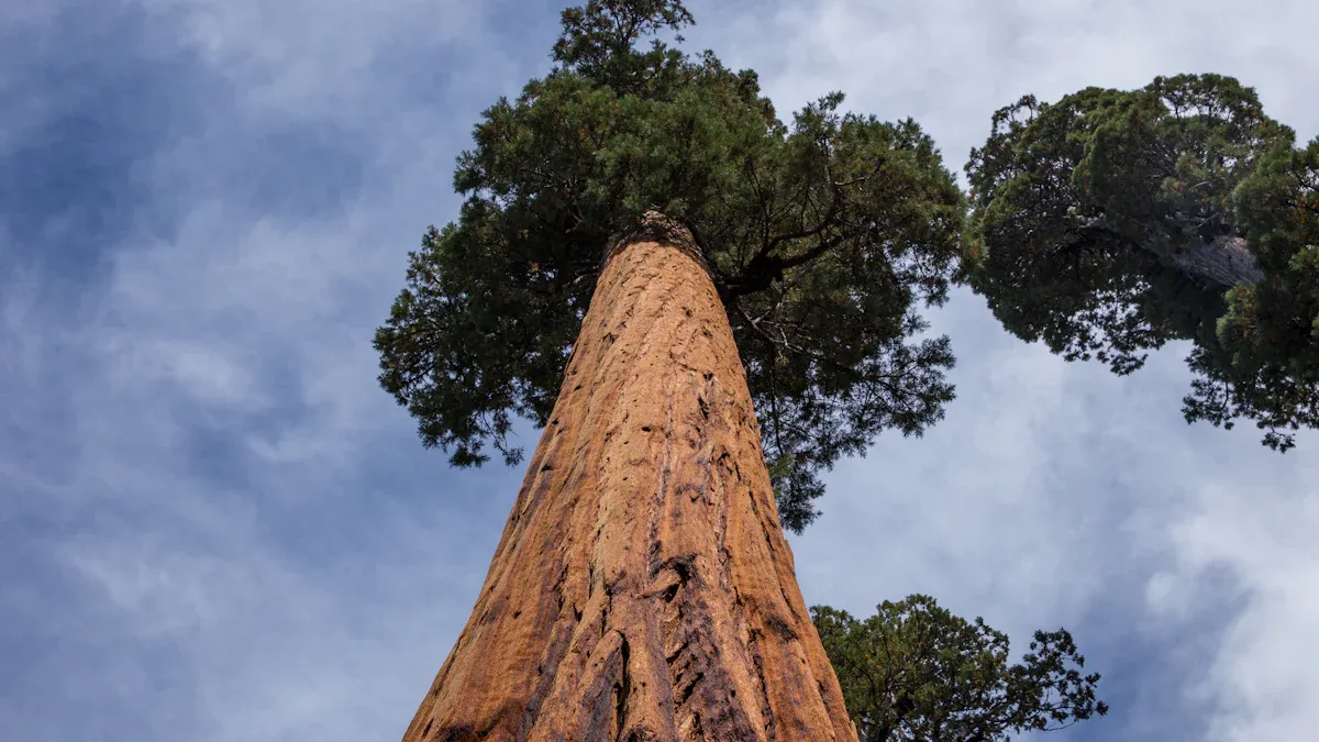 Physical Prowess: Height, Mass, Trunk