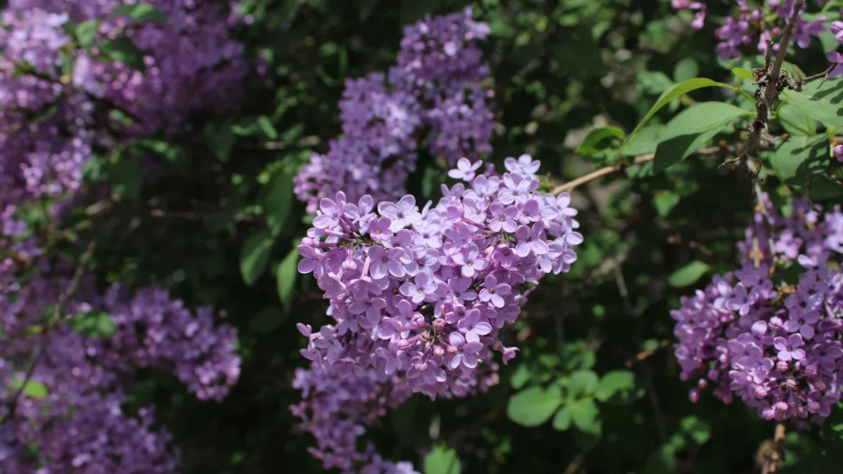 Winter Protection for Lilacs
