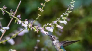 How to Care for Hummingbird Lunch Plant