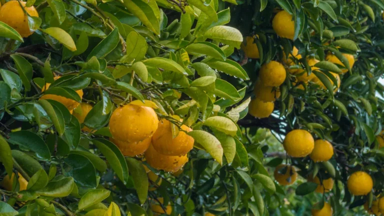 Getting Rid of Scales on Citrus Plants: Effective Ways for Healthier Citrus