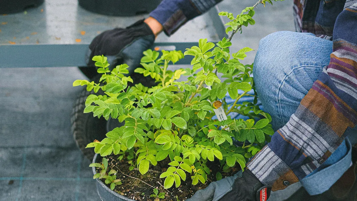 How to Transplant Moringa Plant: A Step-by-Step Guide for Success